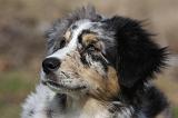 BERGER AUSTRALIEN PUPPIES 418